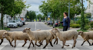 2026.06 - Bergerie itinérante